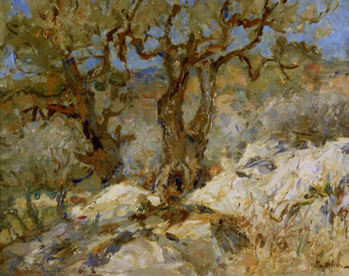 Oliviers à Solliès-Pont