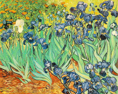 Les iris