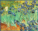 Les iris